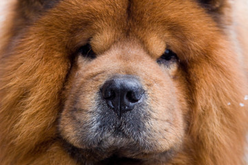 Fototapeta premium cane02