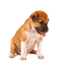 Obraz premium Puppy Dog