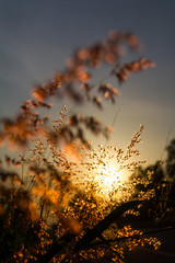 Low angle sunlight shines through beautifully flowering weeds