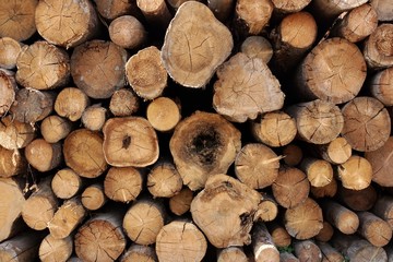 Woodpile of cut Lumber