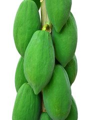 papaya tree