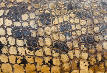 Crocodile skin texture for background