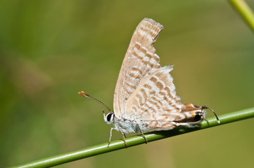  Peablue Butterflies injury on green grass