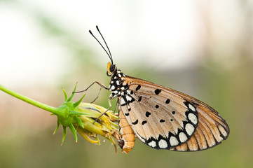 Fototapeta na wymiar tawny coster butterfly close up