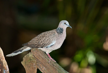 The beautiful close up of Spotted dove