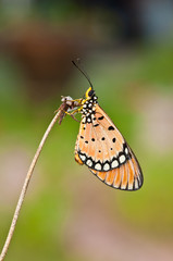 tawny coster butterfly close up