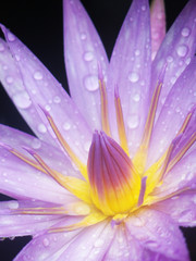Water drop on colorful purple water lily in thailand