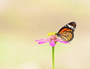common tiger butterfly close up