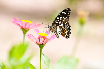 Fototapeta na wymiar lime butterfly on flower close up
