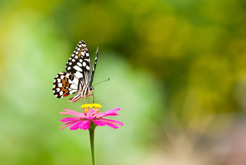 lime butterfly on flower close up