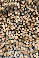 Wood  background have  cut from big tree and small tree