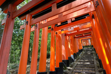 Thousands of Torii with stone steps