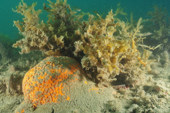 Orange boring sponge protruding from sandy bottom
