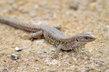Atlantic lizard. Lanzarote, Canary Islands.