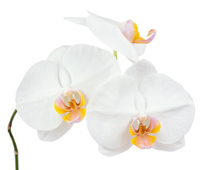 Six day old white orchid isolated on white background.
