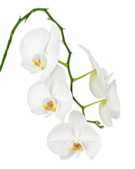 Fototapeta na wymiar Seven day old white orchid isolated on white background.