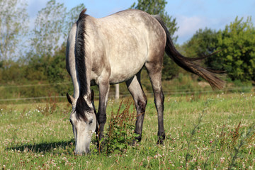 Naklejka na ściany i meble beautiful gray shire horse on the pasture