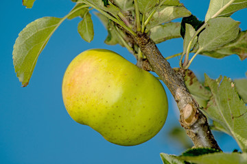 Apfel am Baum