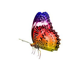 butterfly isolated on white background