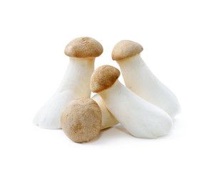 mushrooms on white background