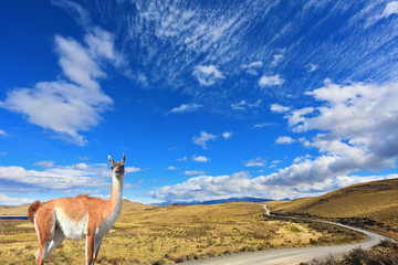 The trusting guanaco -  small camel
