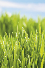 Gras auf blauem Hintergrund