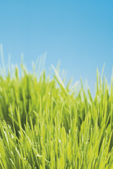 Gras auf blauem Hintergrund