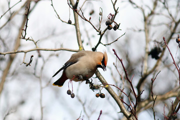 Waxwing on branches without leaves