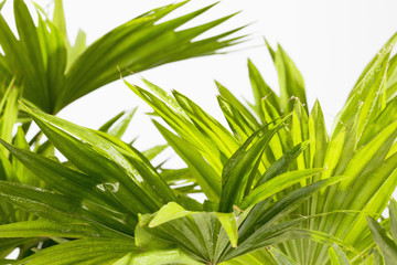 Palmblätter, Palme, Livistona rotundifolia