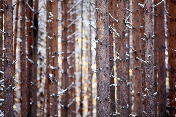 Obraz premium texture of pine trunks winter forest