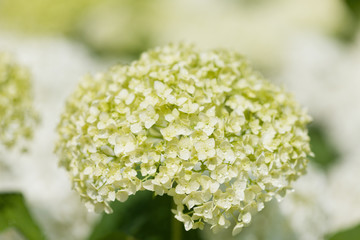 アジサイの花
