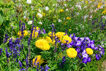 Fototapeta premium blooming flowers