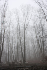 霧の森　軽井沢