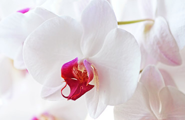 Naklejka na ściany i meble White Orchid`s Flowers
