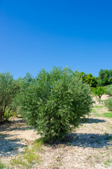 Fototapeta na wymiar olive plantation