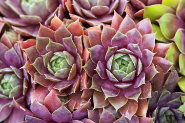sempervivum houseleeks hens and chicks macro close up