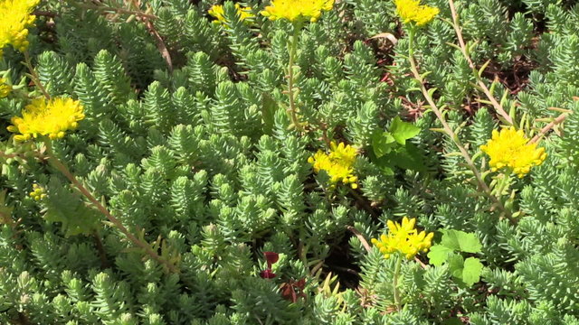 Yellow succulent orpin plant flower blooms grow in garden