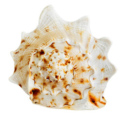Sea shell isolated on white