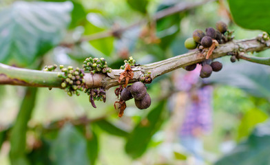 Arabica, Robusta tree in Coffee plantation in laos