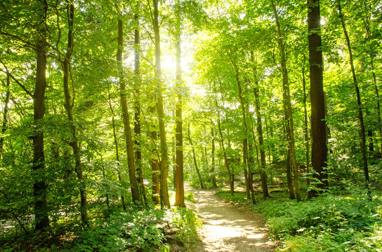 Fototapeta Einladung zum Träumen: Wald mit Morgensonne :)