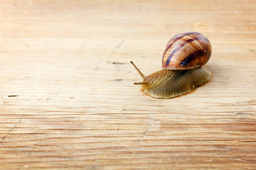 close up of snail crawling over a piece of wood