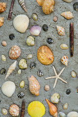 Starfish and shells to decorate on cement wall