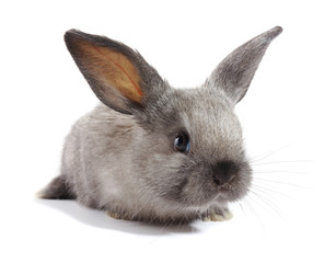 grey rabbit on a white background