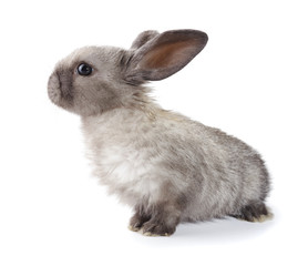 grey rabbit on a white background