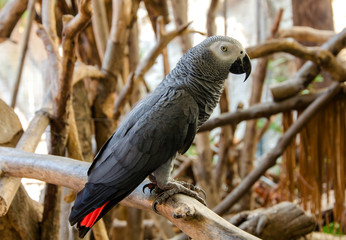 Portrait of African Gray Parrot