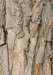 tree bark background texture pattern