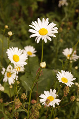 Fototapeta premium Margeriten
