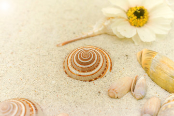 seashells on white sand