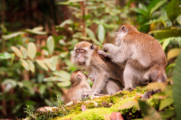Naklejka na ściany i meble Monkey family taking care of each others