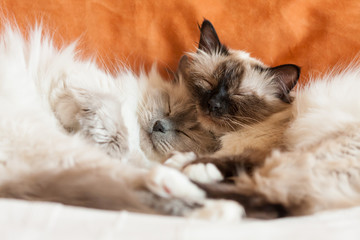 Two sacred birman cats sleeping